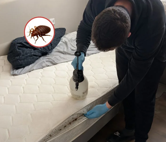 Technicien traitant un matelas contre les punaises de lit à Fosses